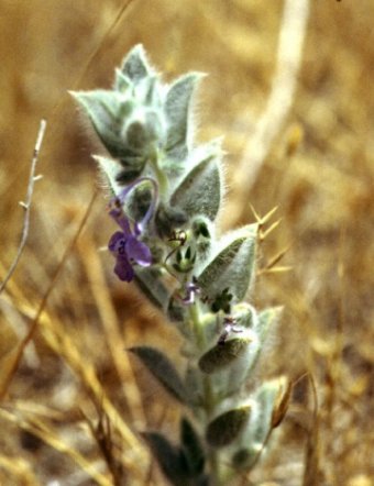 Photo of Trichostoma ovatum (San Joaquin bluecurls)