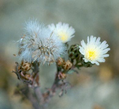 Photo showing a close up of Malacotrhix coulteri