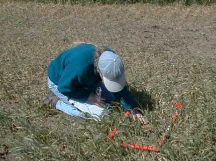 Photo of vegetation monitoring.