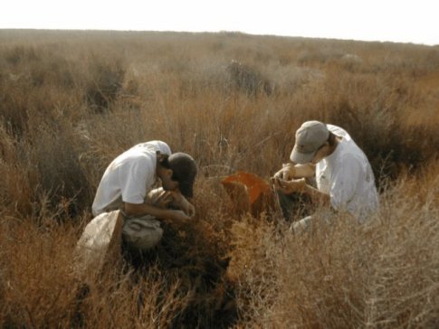 photo showing seed collecting