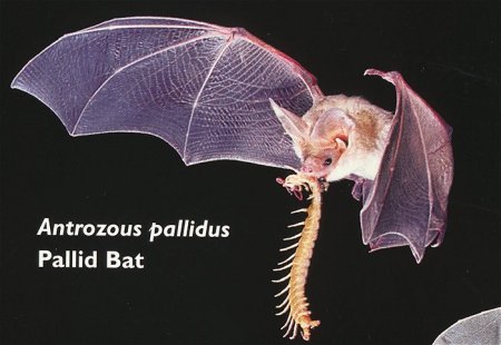 image of Pallid Bat scanned from poster