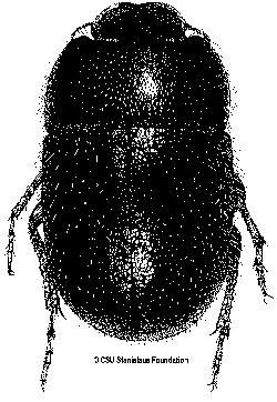 photo or drawing of species
