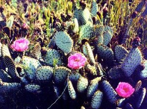 Bakersfield Cactus