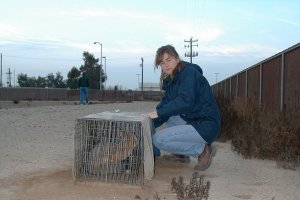 Photo of kit fox in trap